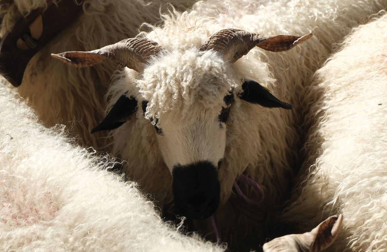 Alpine sheep